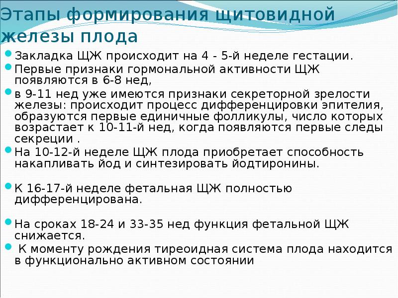 Этапы формирования щитовидной железы плода Закладка ЩЖ происходит на 4 -