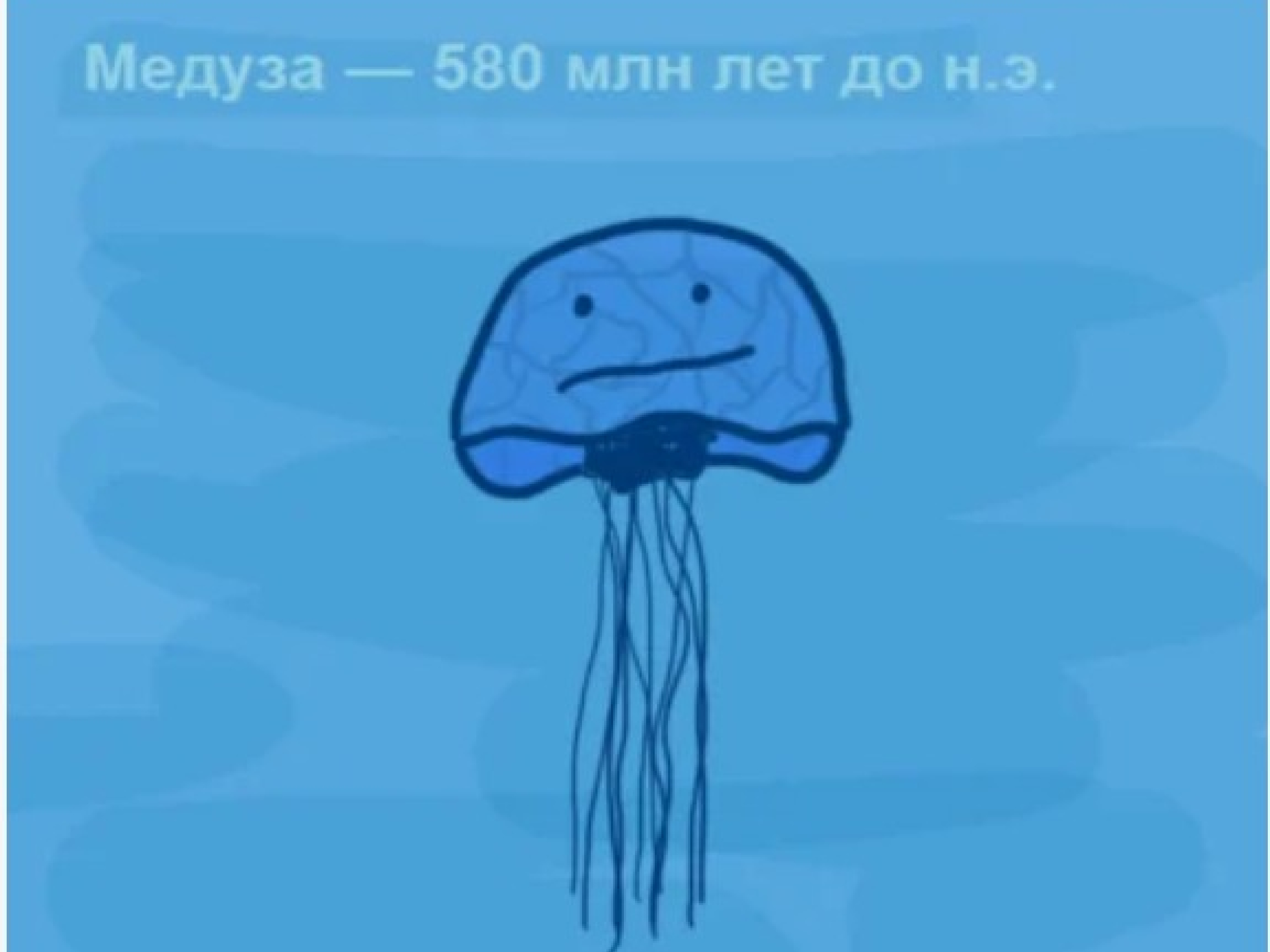 У медузы есть мозги. Мозг медузы. Медуза без мозгов. У медузы есть мозг.