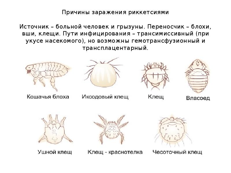 Власоеды у собак схема лечения