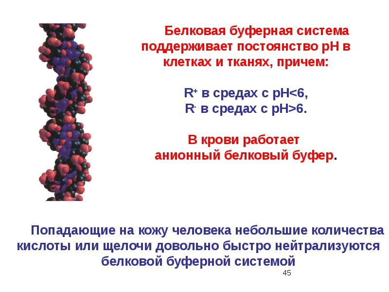 Белковая буферная система физиология презентация