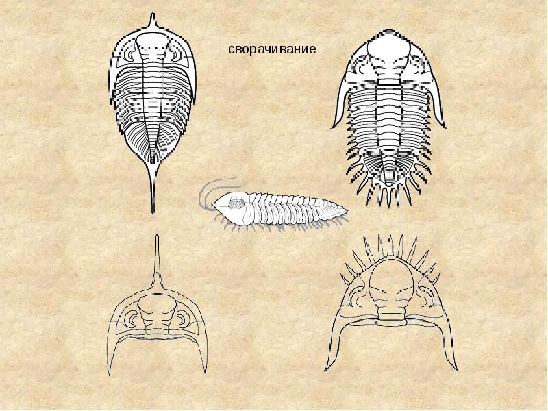 На рисунке изображен трилобит