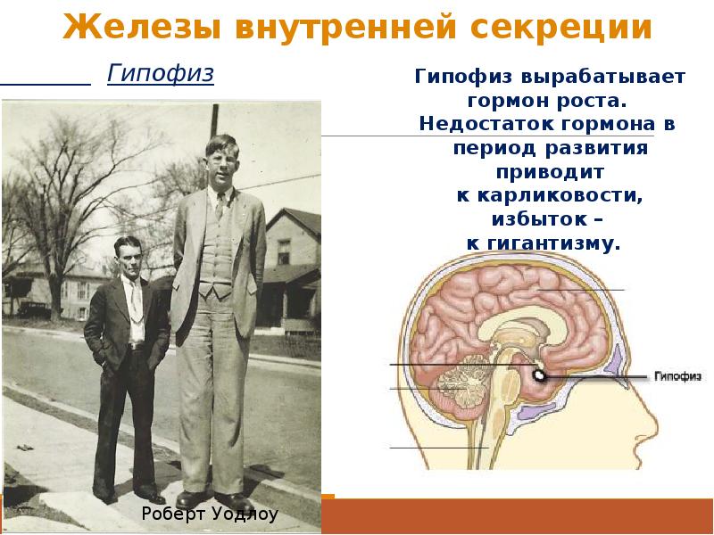 Заболевания гипофиза. Железа внутренней секреции, вырабатывающая гормон роста. Гормон роста гипофиза. Железо внутренние секреции гипофиз. Железы внутренней секреции вырабатывают.