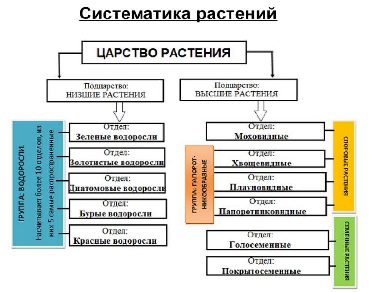 Высшие низшие растения схема