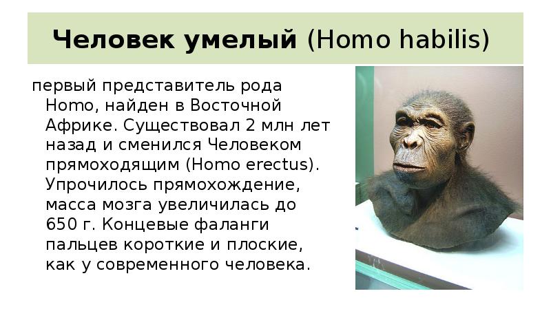 Первый представитель. Homo habilis масса мозга. Хомо хабилис таблица. Человек умелый представители. Первые представители рода homo.