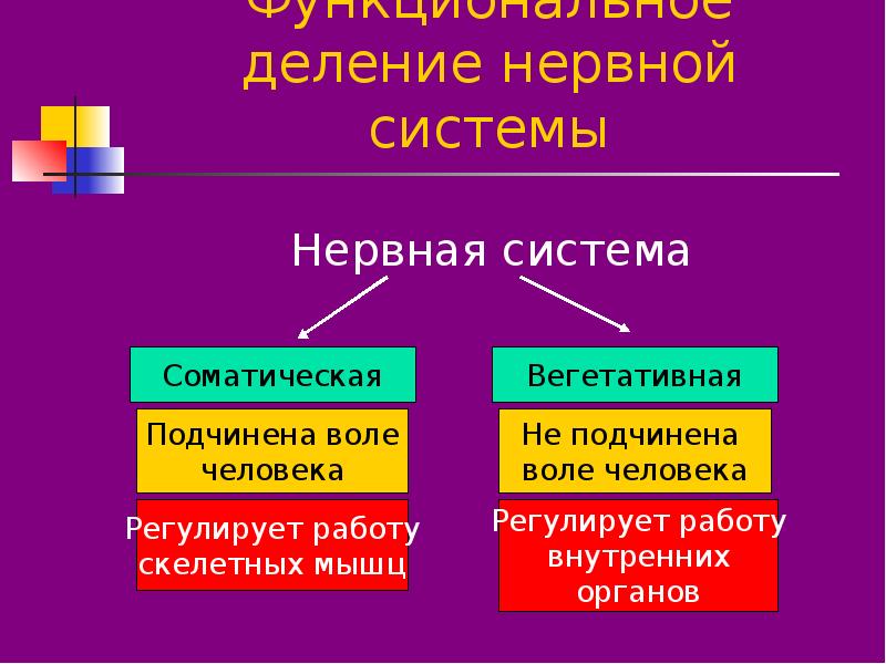 Презентация по нервной системе