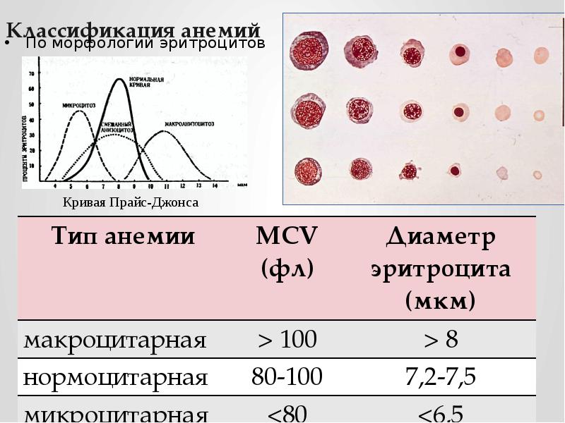 Патология красной крови патофизиология презентация