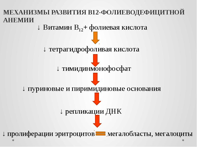 МЕХАНИЗМЫ РАЗВИТИЯ В12-ФОЛИЕВОДЕФИЦИТНОЙ АНЕМИИ