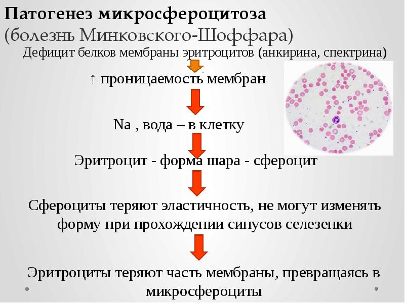 Презентация по патофизиологии