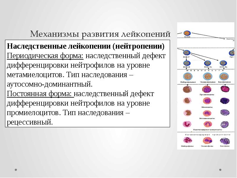 Механизмы развития лейкопений