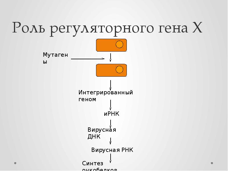 Роль регуляторного гена Х