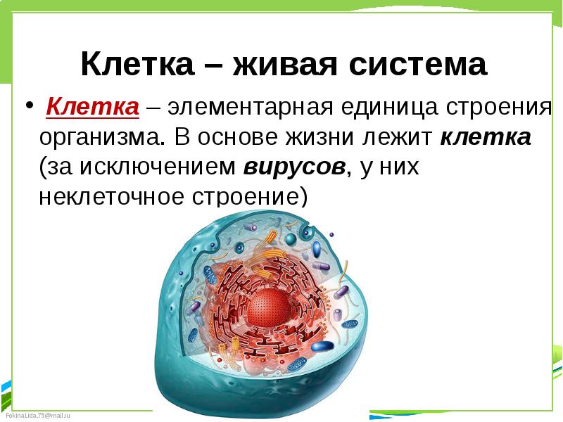 Клеточное строение организма 8 класс биология презентация