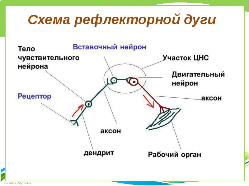 Какой буквой обозначен на рисунке чувствительный нейрон