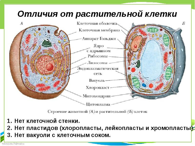 Какая структурная единица изображена на рисунке