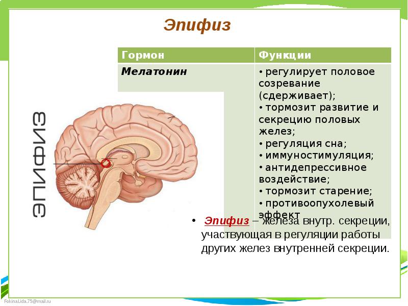 Эпифиз и гипофиз презентация