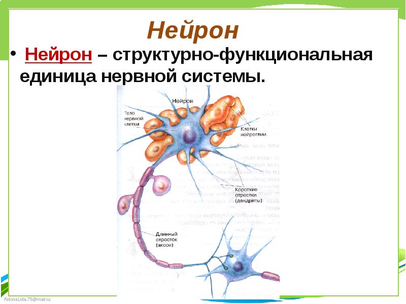 Структурная единица организма