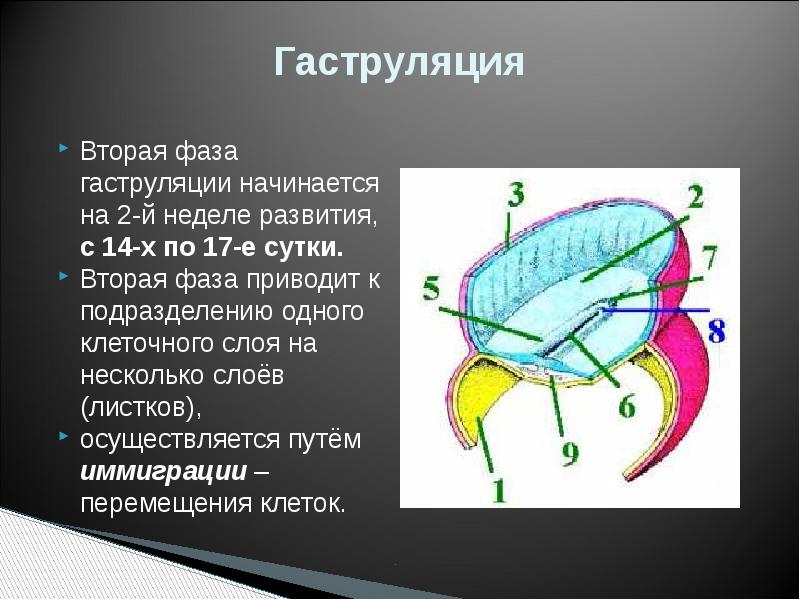 Вторая фаза. 2 Фаза гаструляции. Вторая фаза гаструляции у человека. Нарушения гаструляции. Способ гаструляции у насекомых.