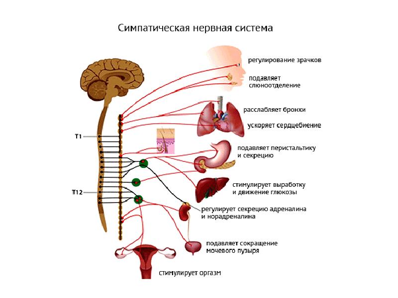 Вегетативная нервная система строение и функции презентация