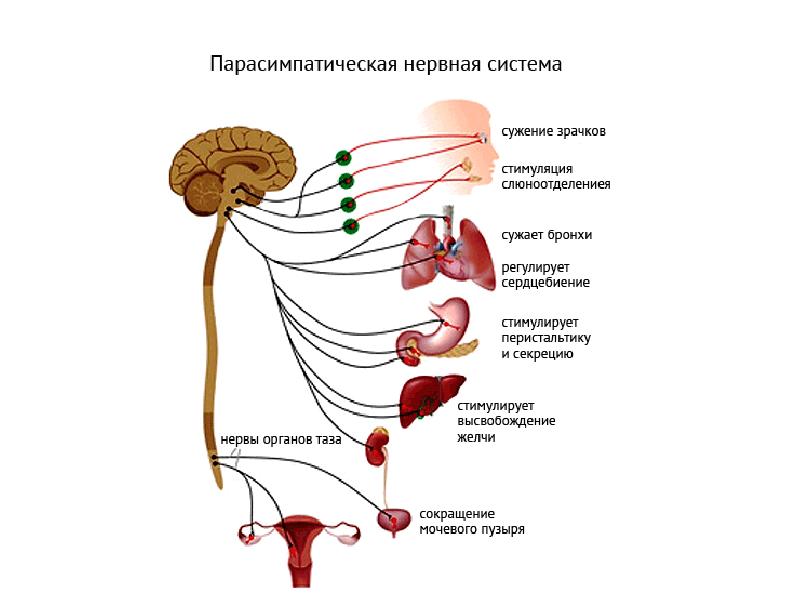 Симпатическая нервная система анатомия презентация