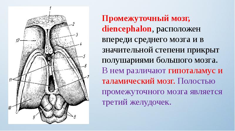 Промежуточный мозг расположение деления структура полость