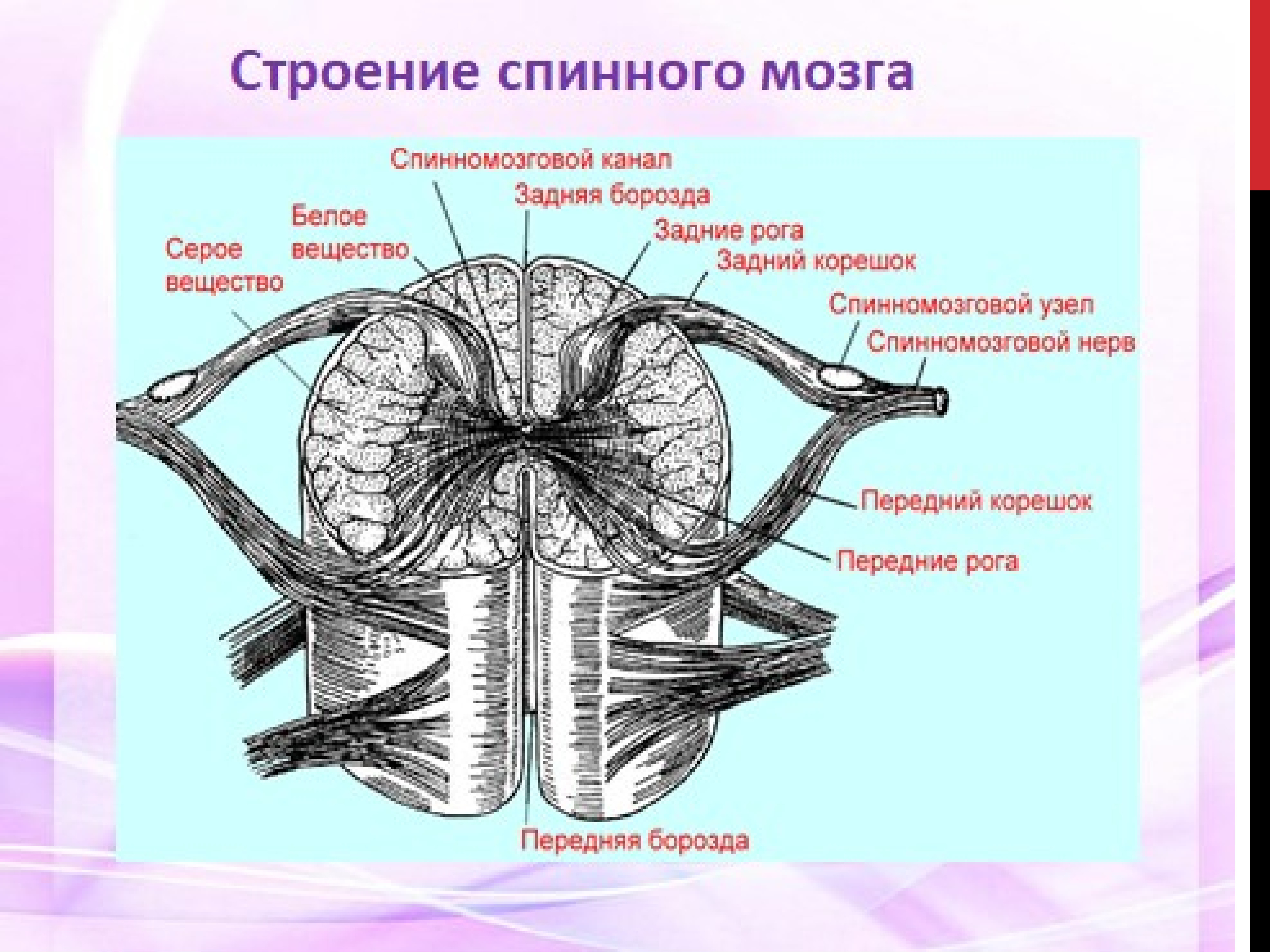 Внутренне строение спинного мозга анатомия