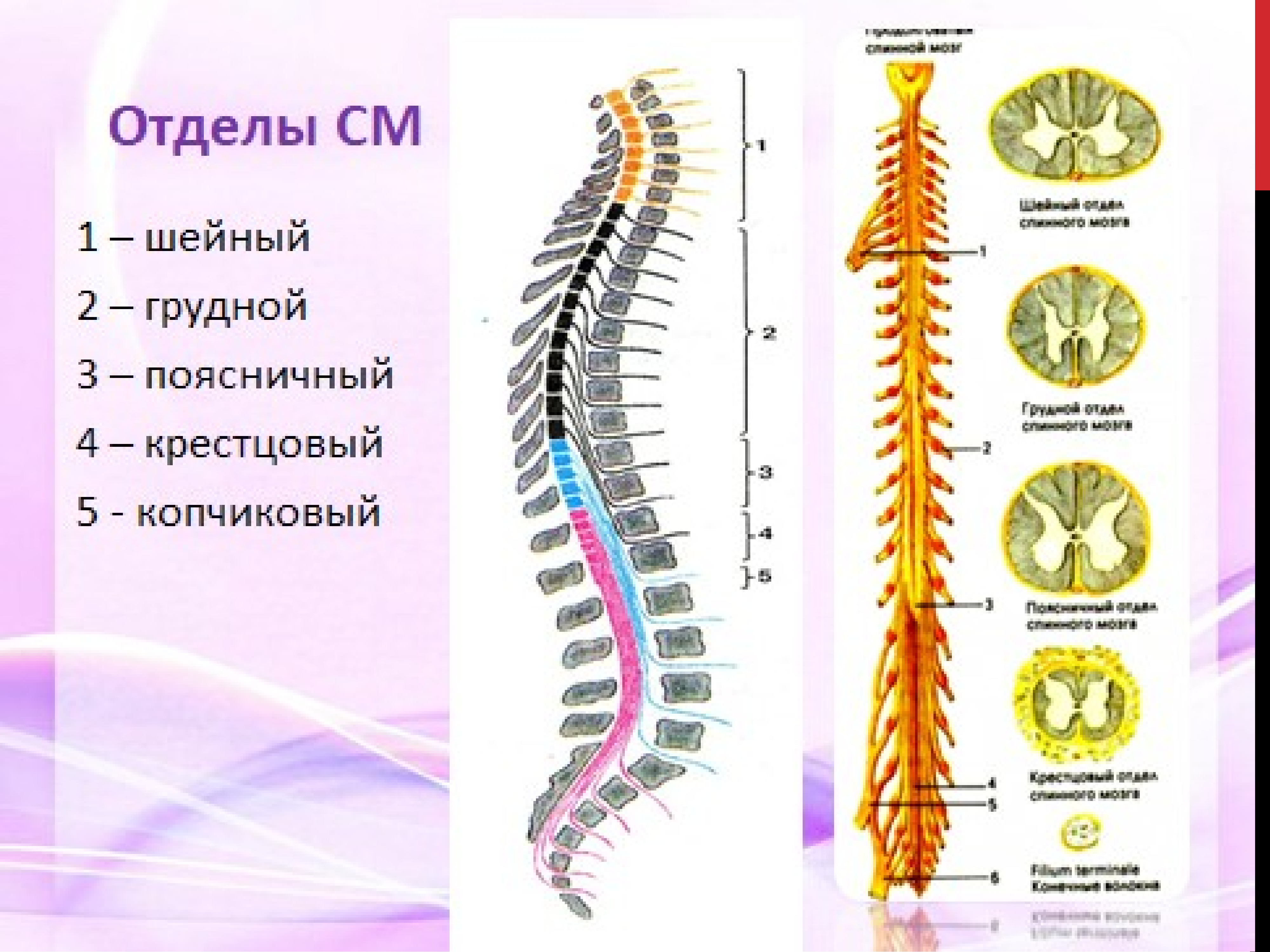 Утолщения спинного мозга. Развитие спинного мозга в филогенезе. 18. Спинной мозг. Шейный грудной поясничный крестцовый копчиковый. Филогенез нервной системы.