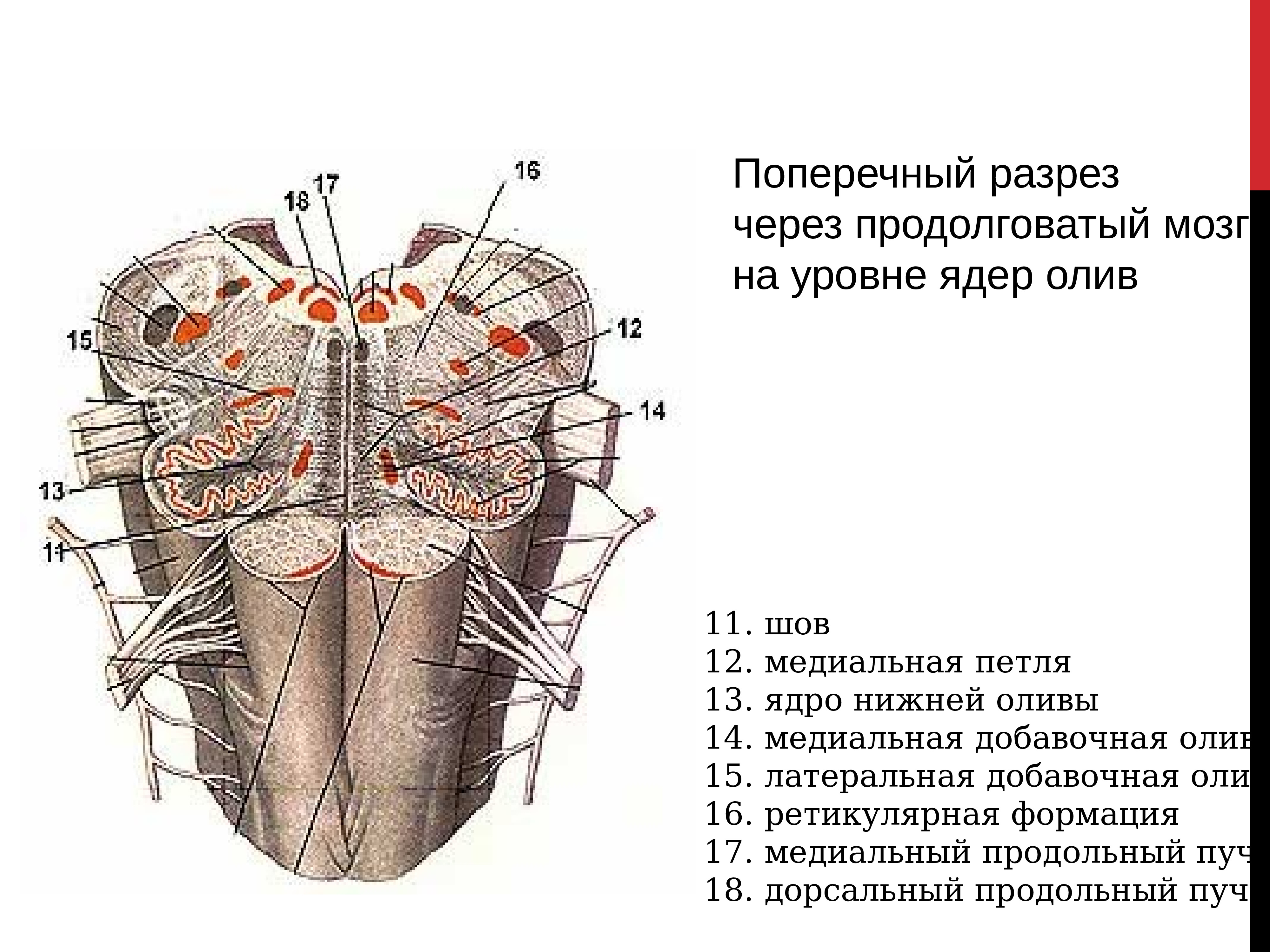 Схема расположения ядер продолговатого мозга