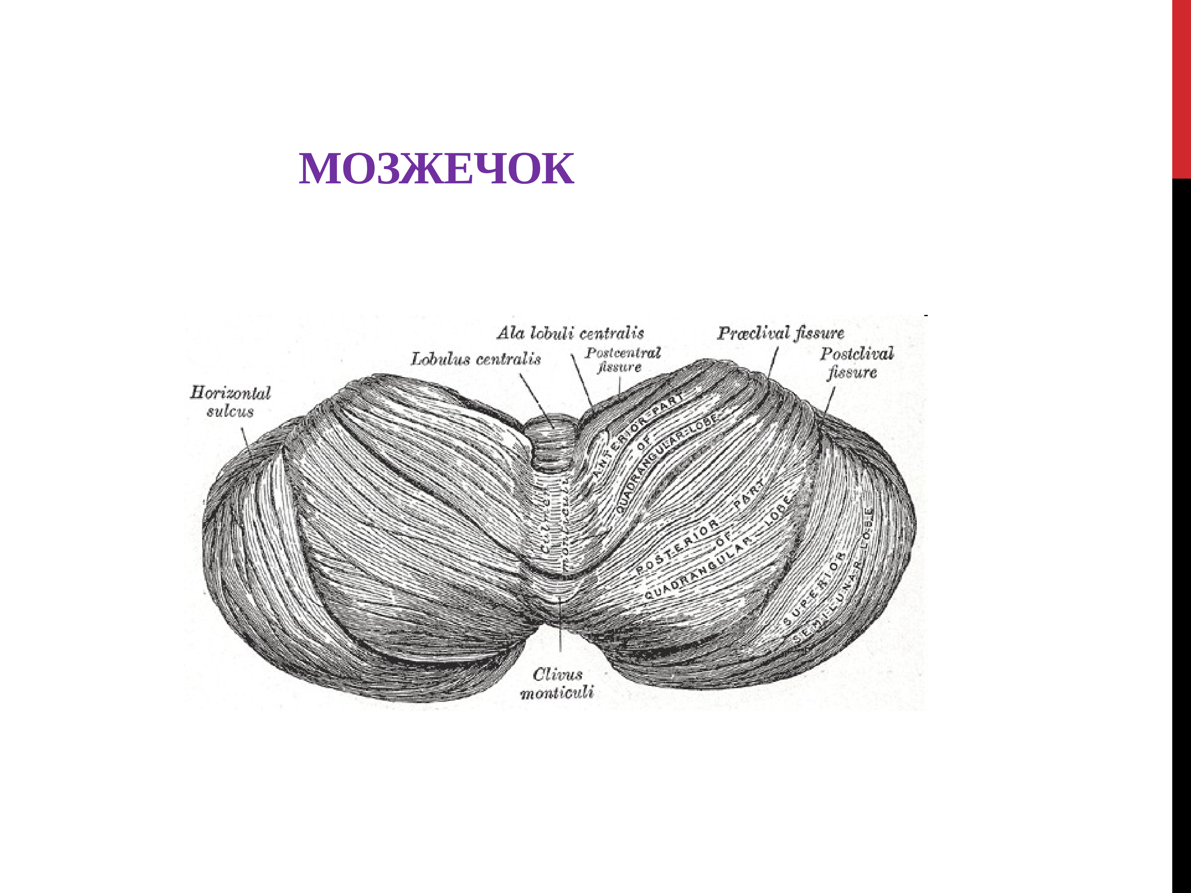 Мозжечке лежат. Мозжечок строение. Строение мозжечка анатомия препарат. Внешнее строение мозжечка рисунок. Мозжечок атлас.