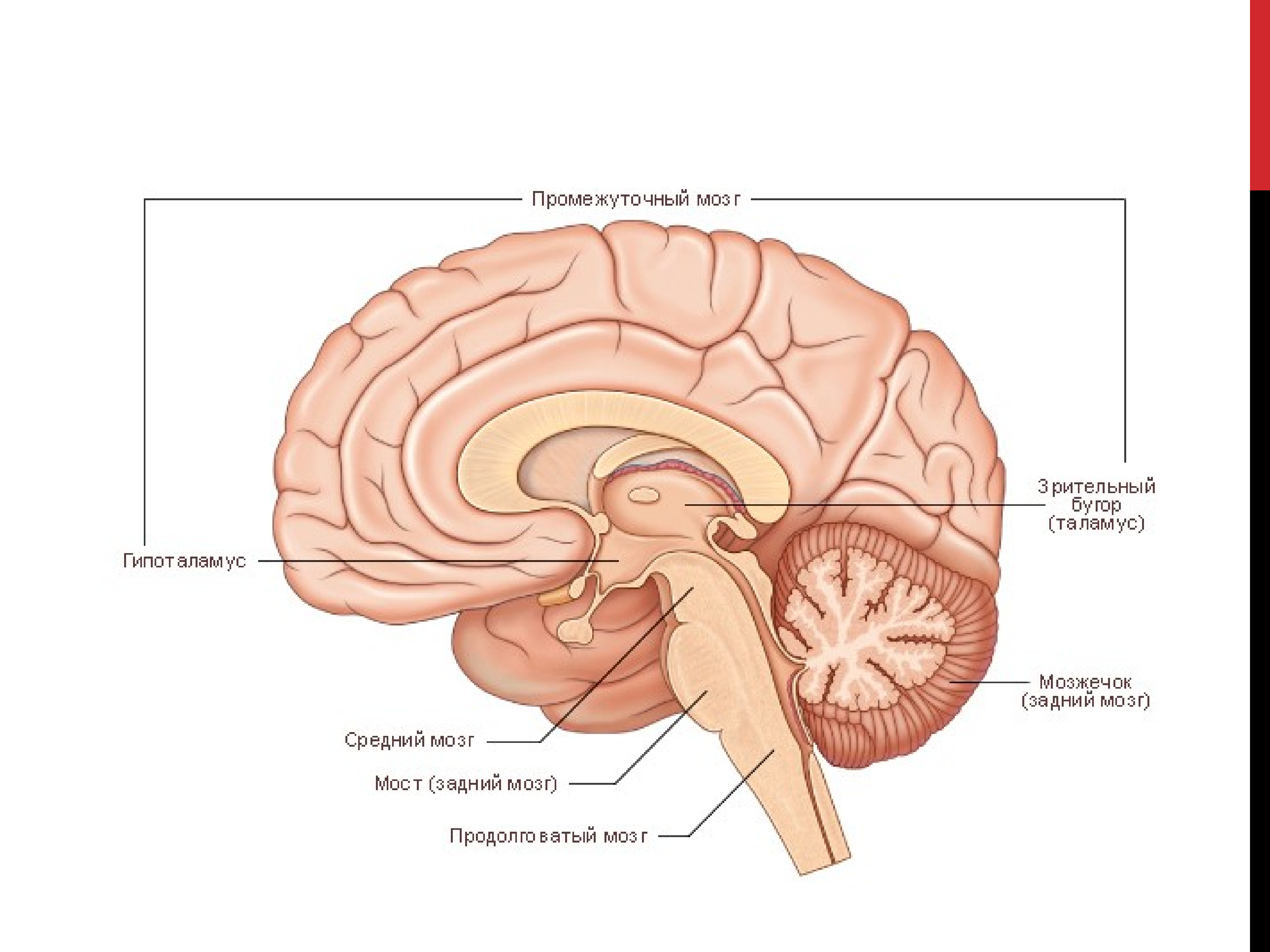 Гипоталамус эпифиз. Головной мозг анатомия гипоталамус. Строение головного мозга таламус. Эпифиз головного мозга. Гипоталамус гипофиз эпифиз.