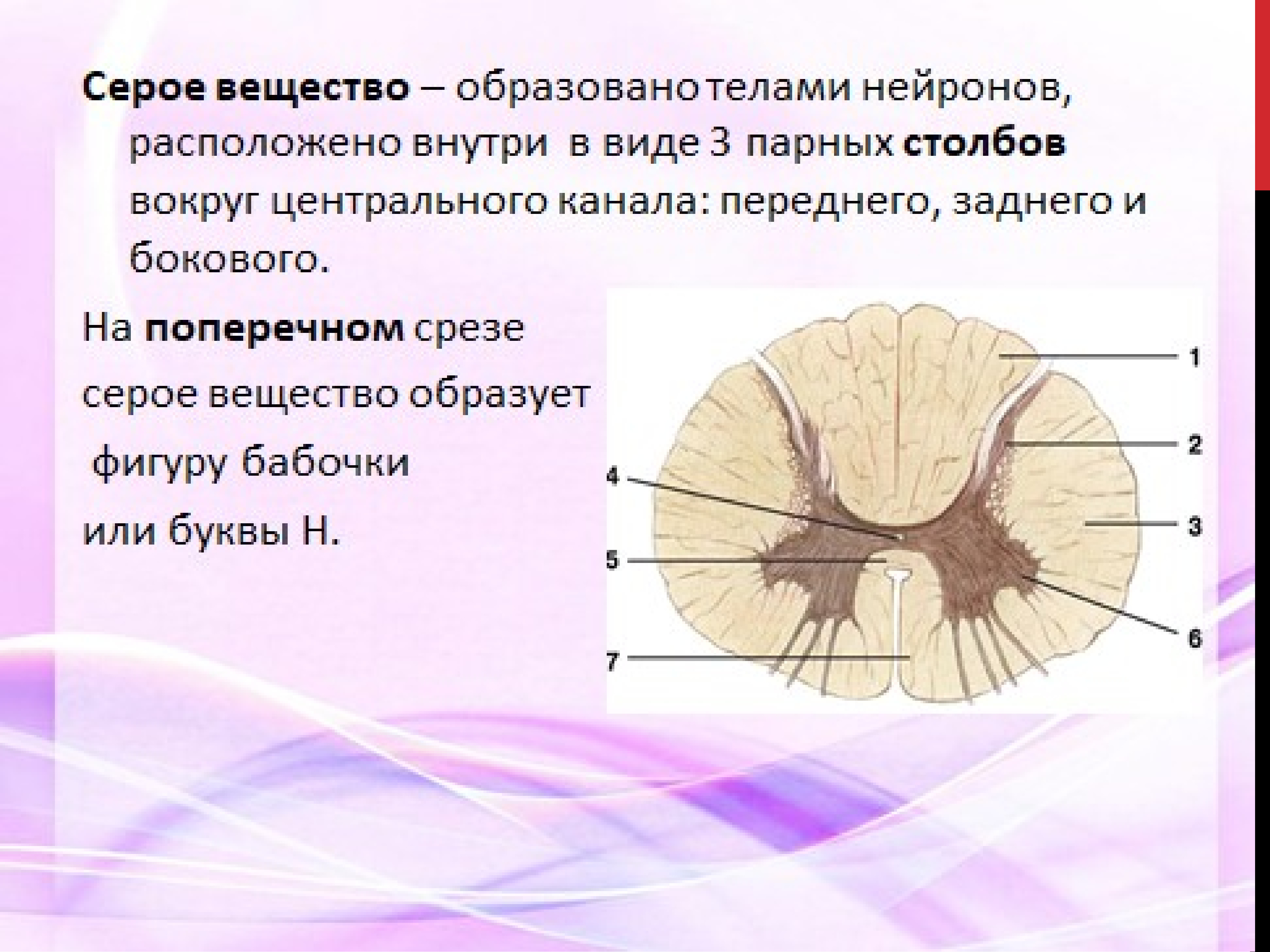 Белое вещество головного и спинного мозга образуют. Спинной мозг. Строение спинного мозга. Поперечный разрез спинного мозга. Ствол спинного мозга.