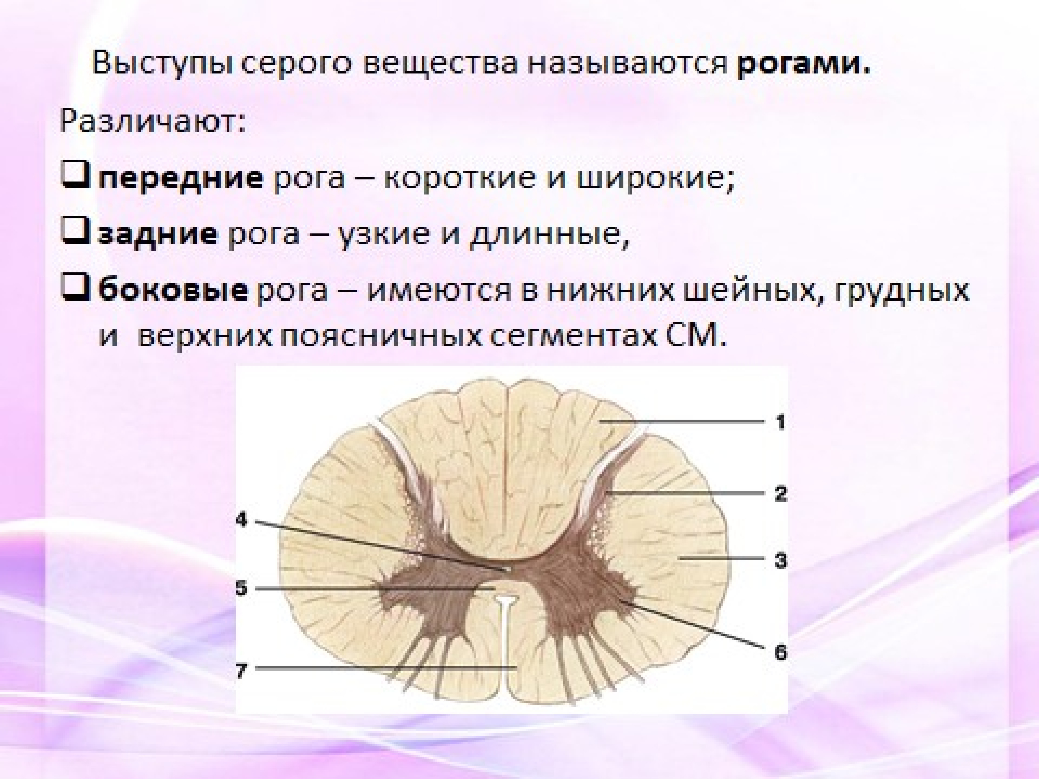 Передние и задние рога сегментов спинного. Рога серого вещества спинного мозга. Спинной мозг передние рога спинного мозга. Боковые ядра спинного мозга.