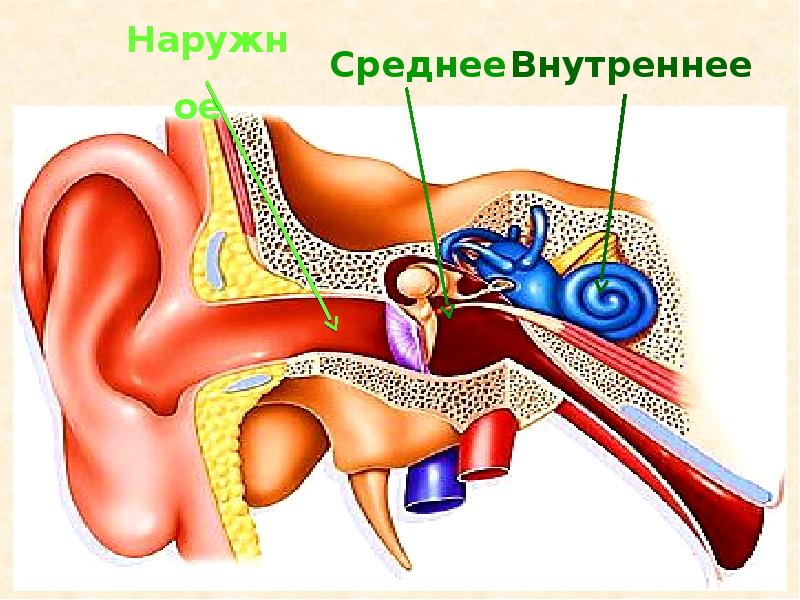 Имеется внутреннее ухо и среднее ухо. Наружное среднее и внутреннее ухо. Внешнее среднее и внутреннее ухо. Анализатор среднего уха. Среднее ухо строение.