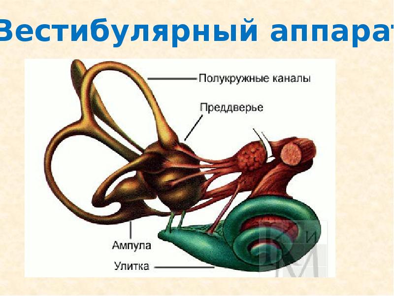 Вестибулярный аппарат нарисовать