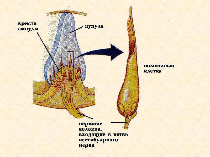 Схема строения ампулярного гребешка