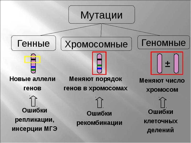 Геномные мутации проект