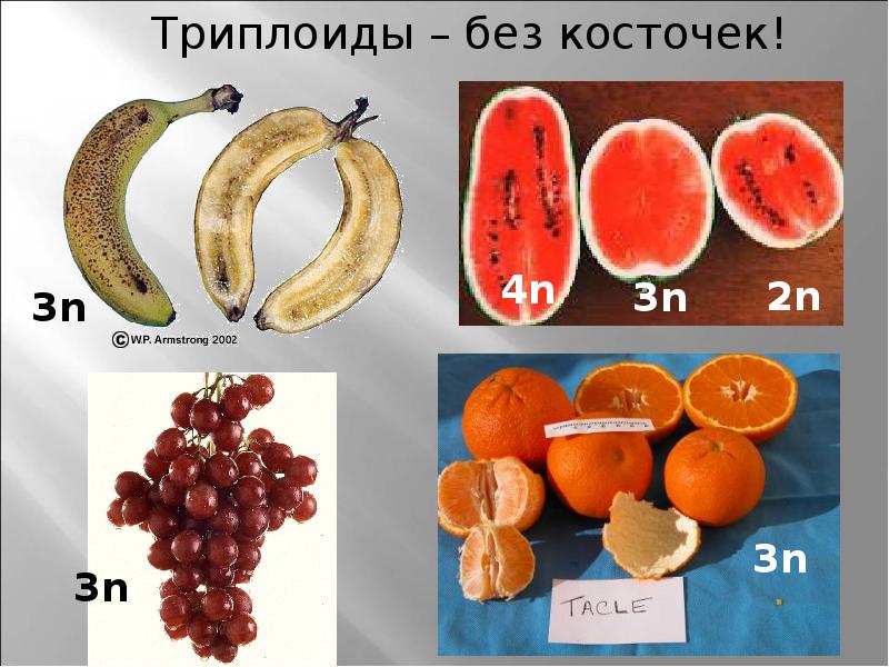 Полиплоидные фрукты презентация