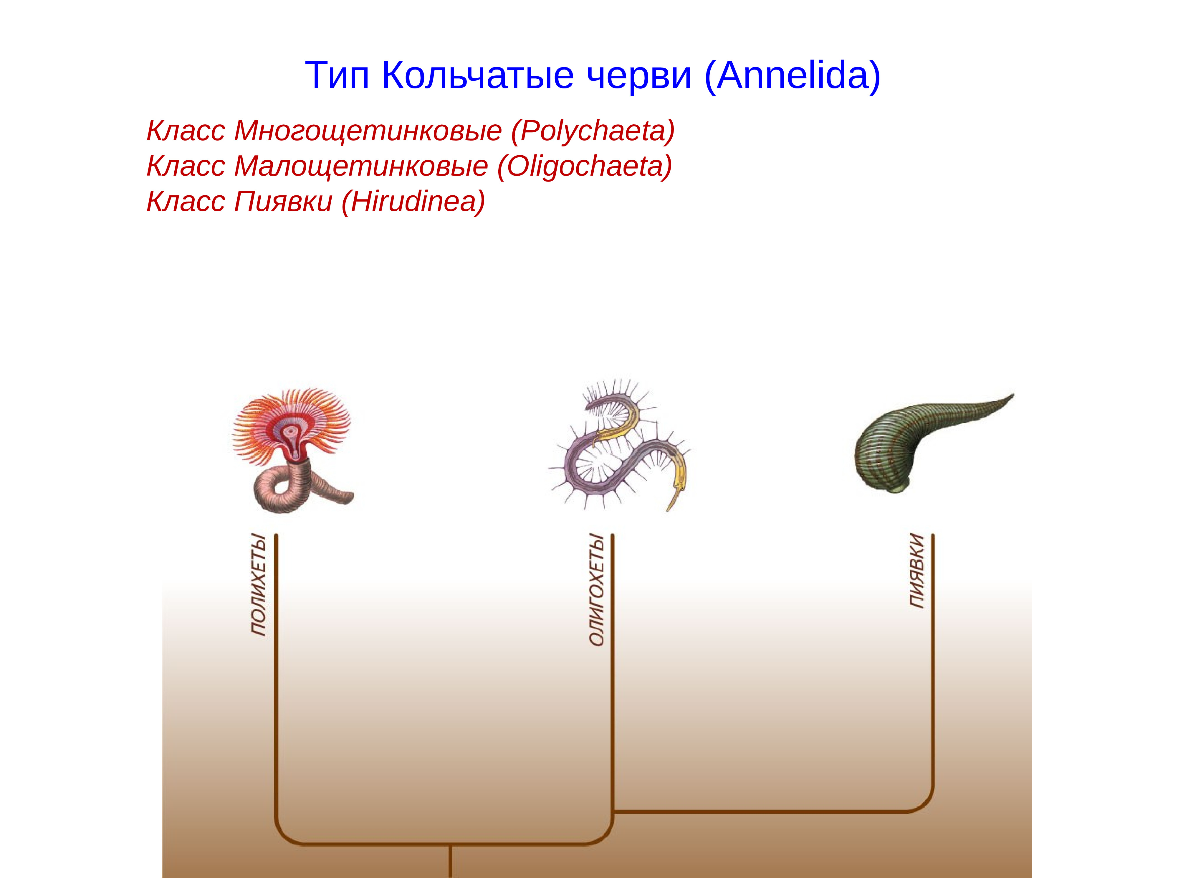 Тип кольчатые черви презентация 7 класс биология