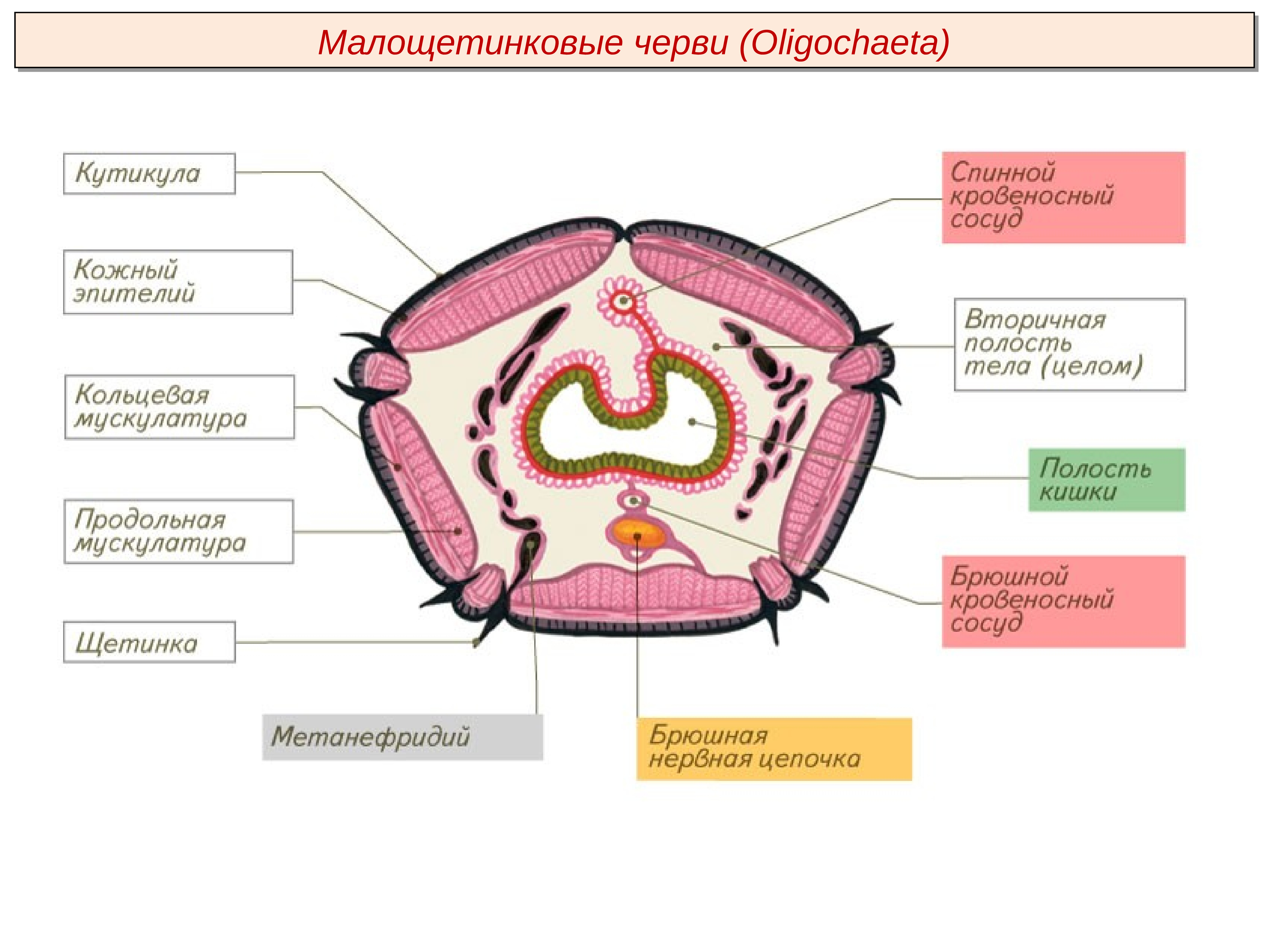 Организма целом. Малощетинковые черви строение. Строение кольчатого червя в разрезе. Поперечный срез тела дождевого червя. Поперечный срез малощетинкового червя.