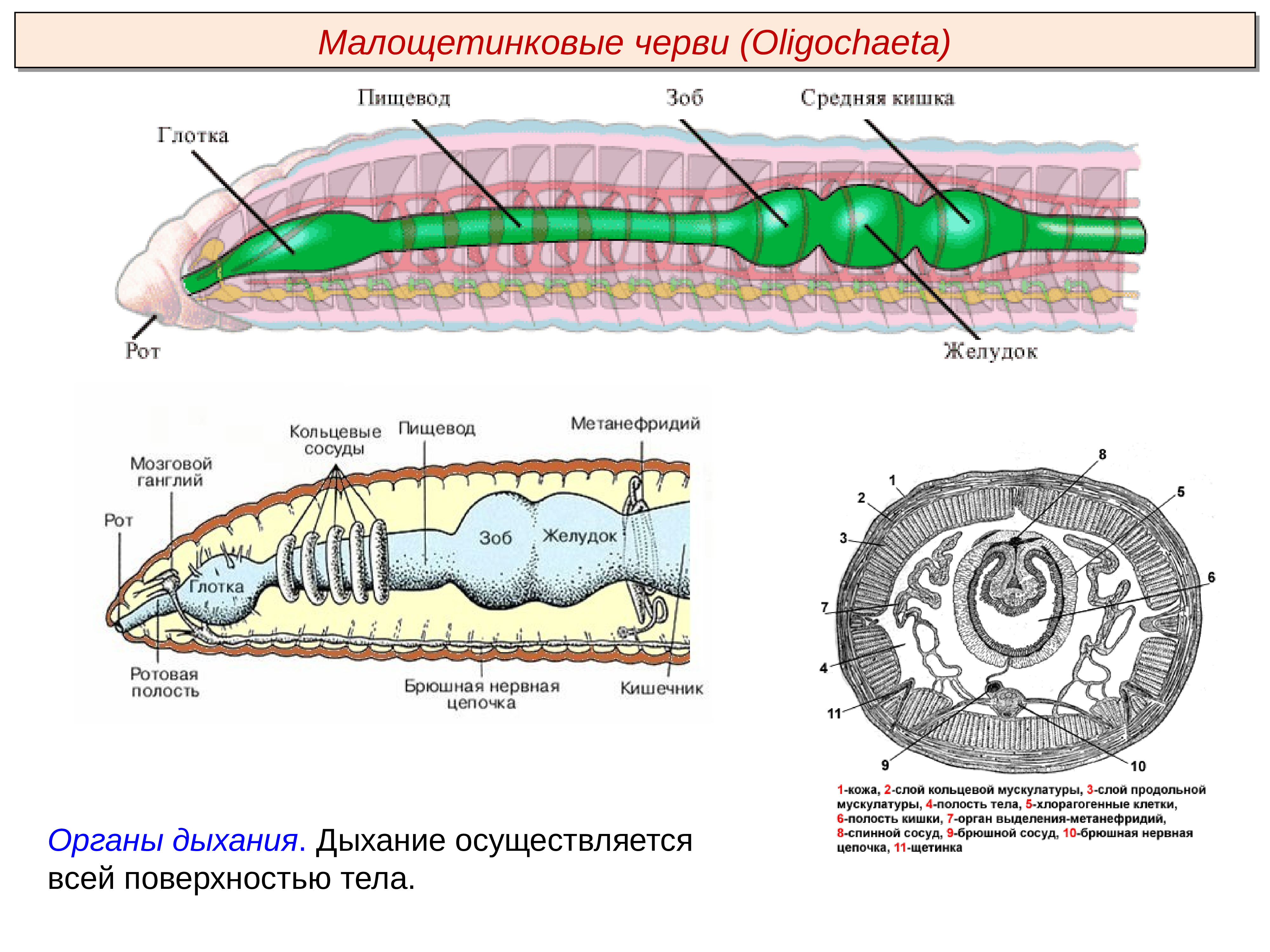 Рисунок система органов червя