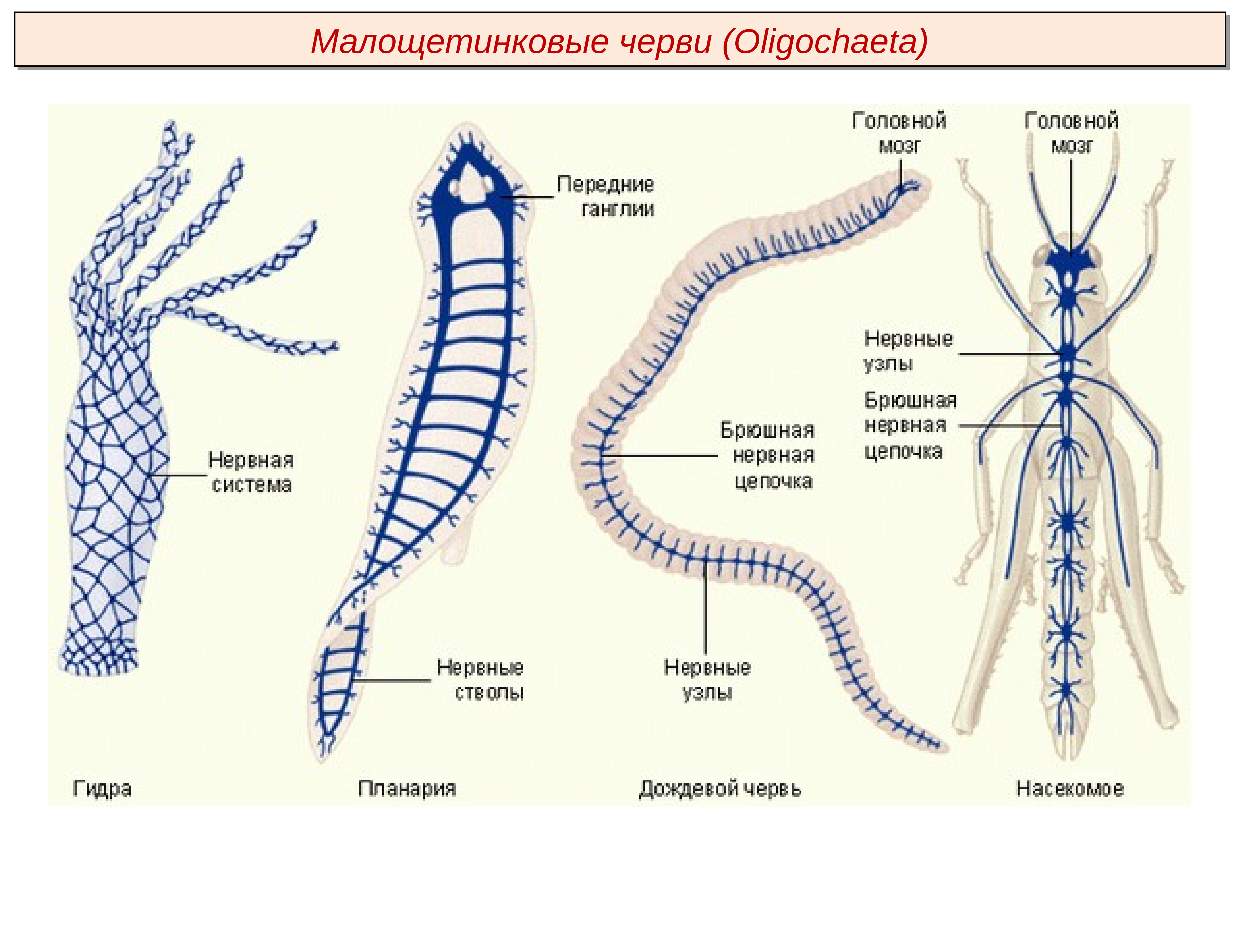 Рисунок нервная система животного