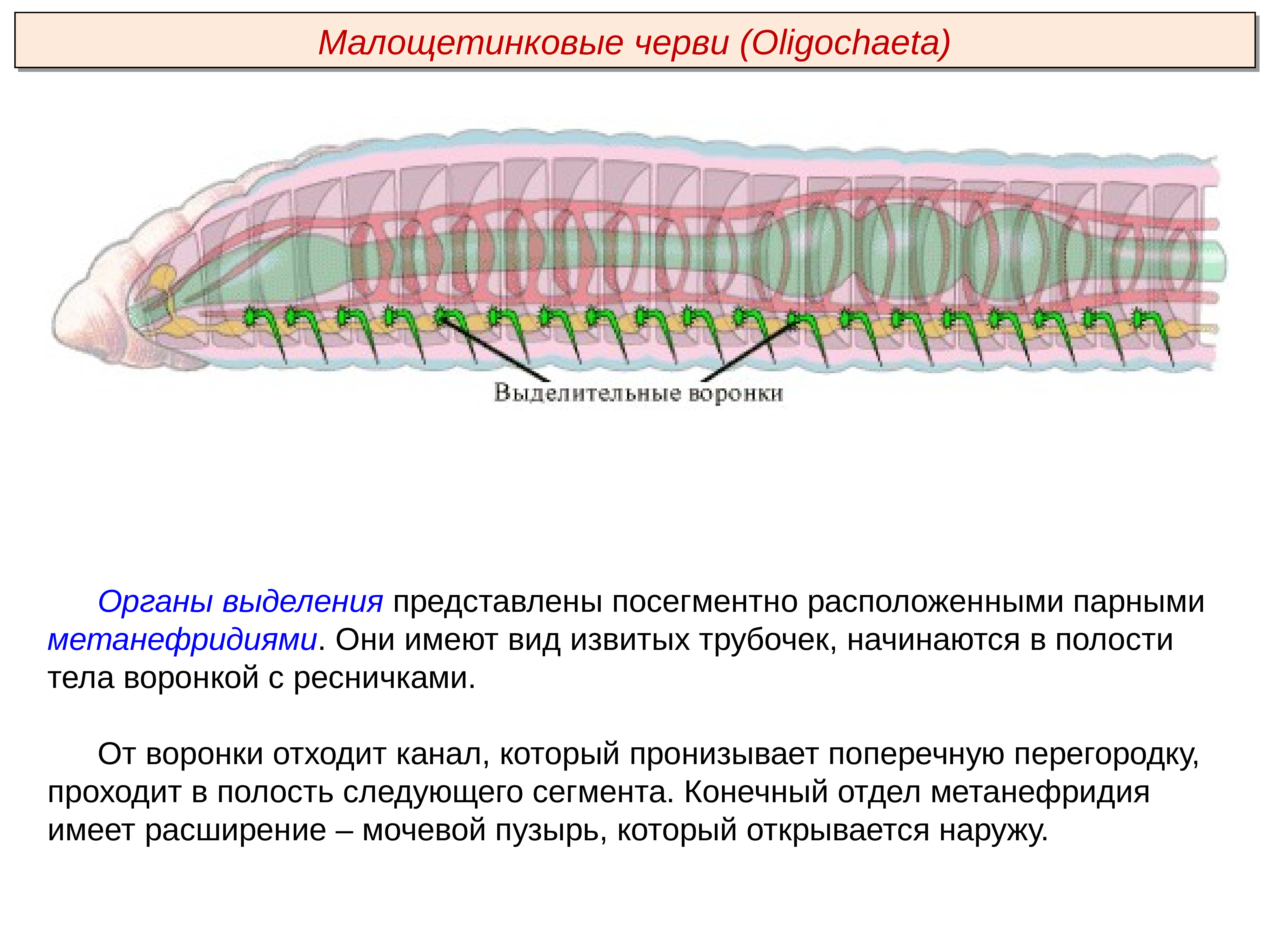 Система малощетинковых червей. Метанефридии кольчатых червей. Тип кольчатые черви Annelida. Выделительная система дождевого червя. Малощетинковые кольчатые черви.