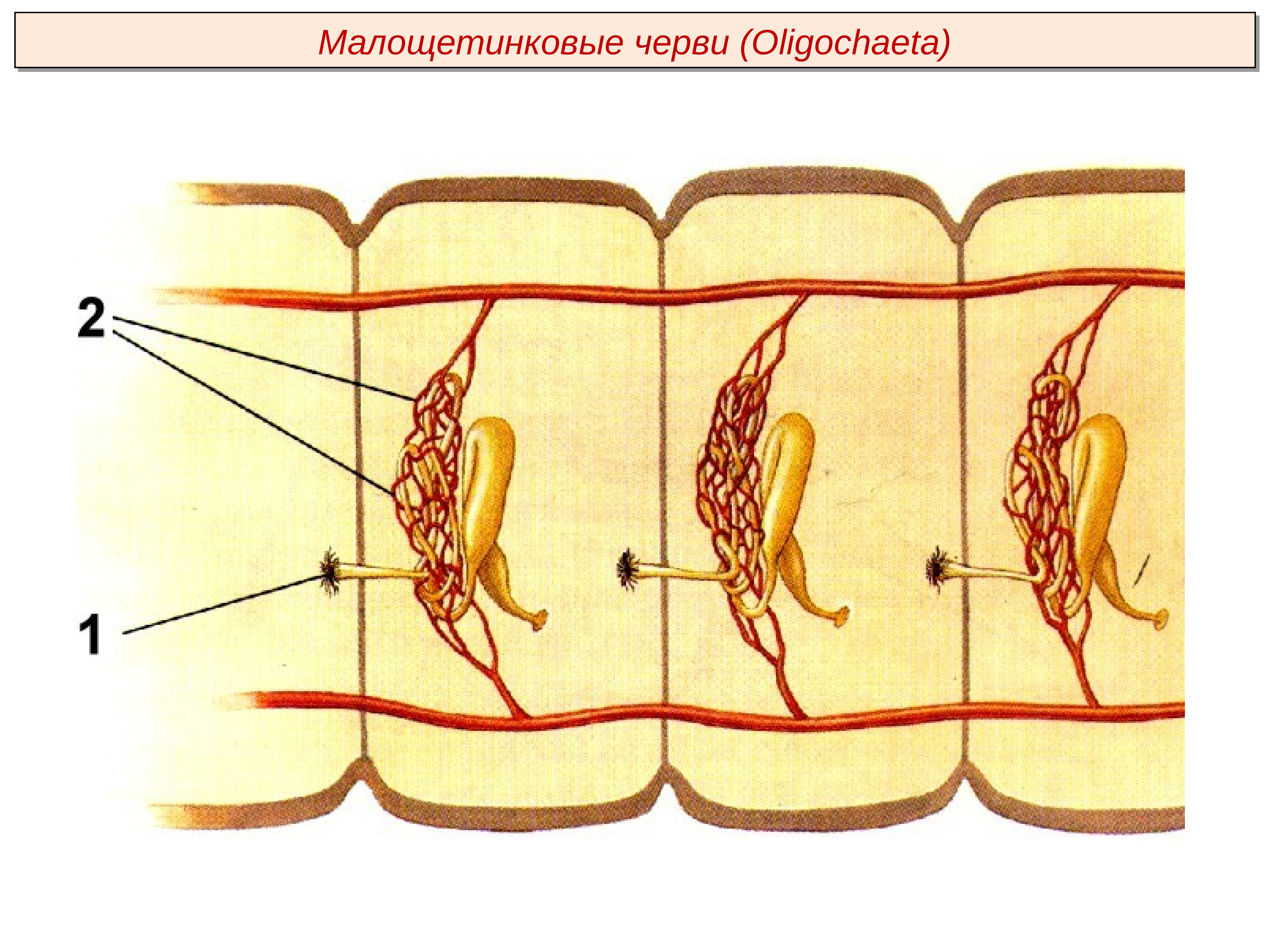 Метанефридии кольчатых червей