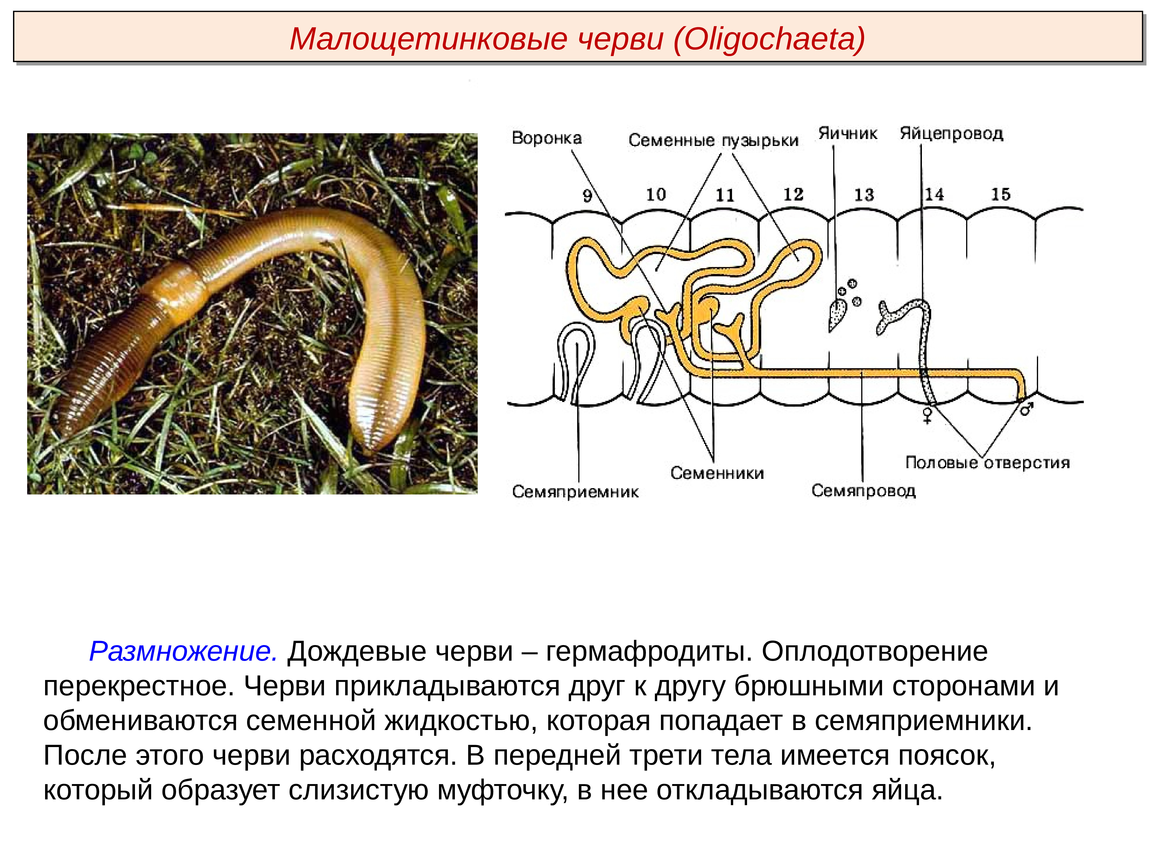 Размножение кольчатых червей картинка