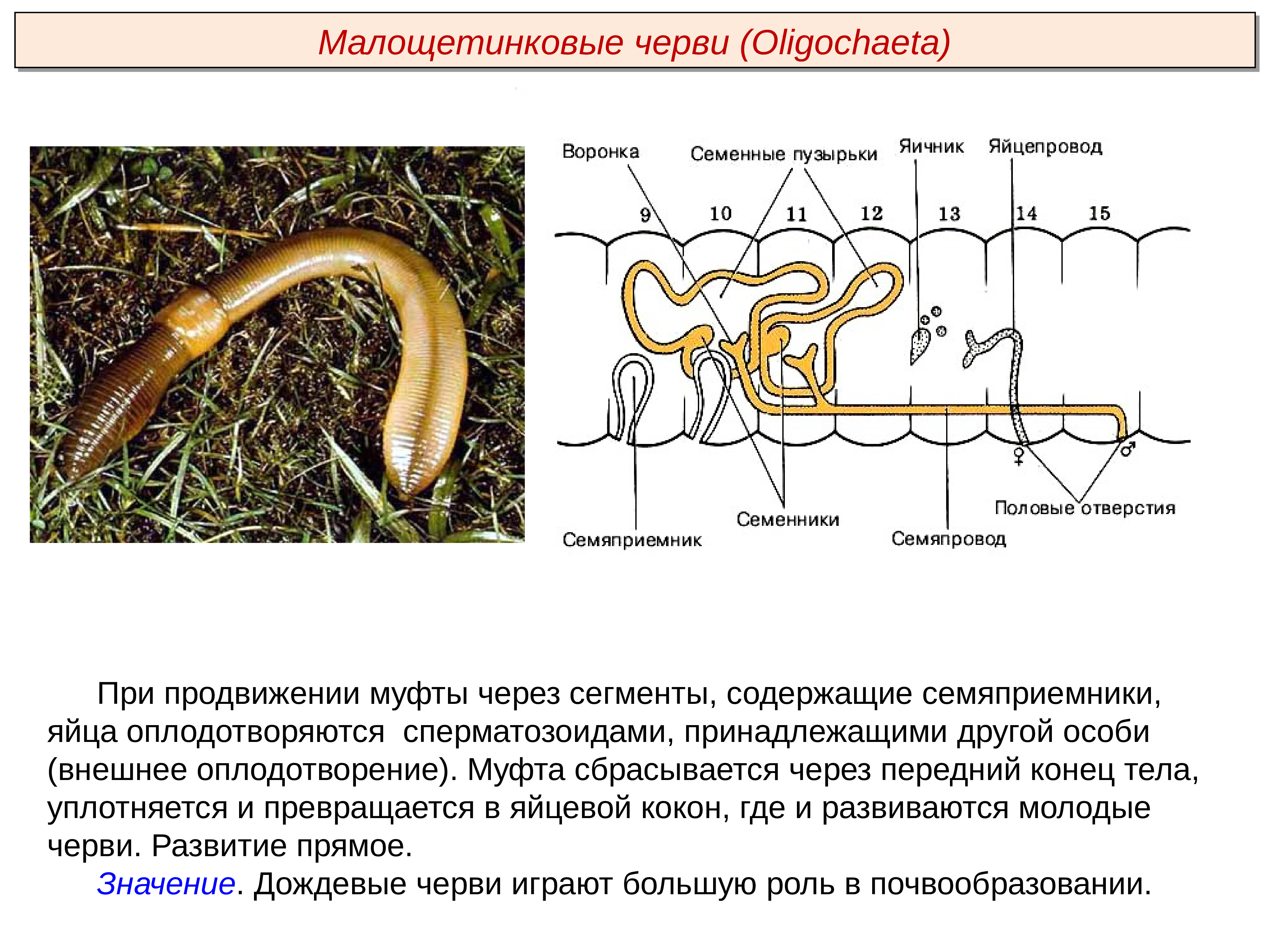 Размножение кольчатых червей. Кольчатые черви обоеполые. Оплодотворение дождевых червей перекрёстное. Развитие кольчатых червей схема. Малощетинковые черви гермафродиты.