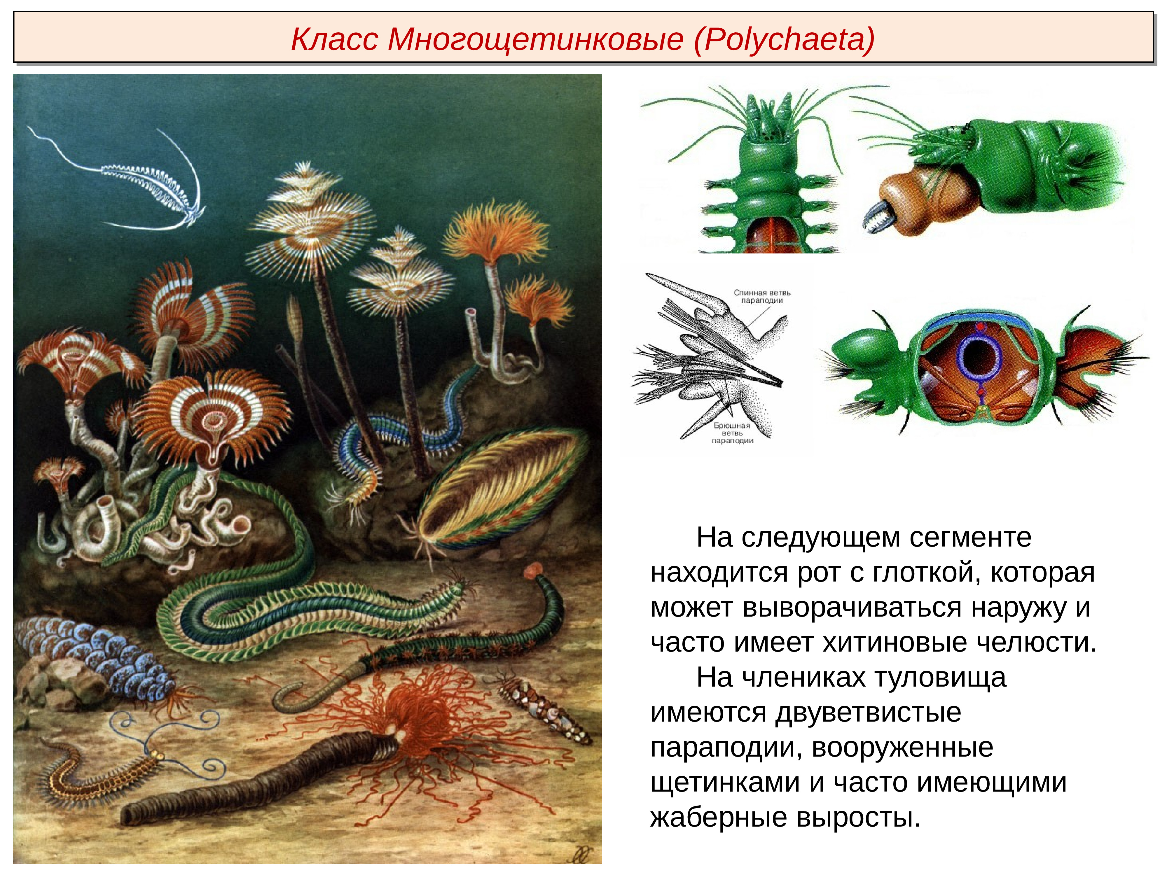 Класс многощетинковые черви презентация 7 класс