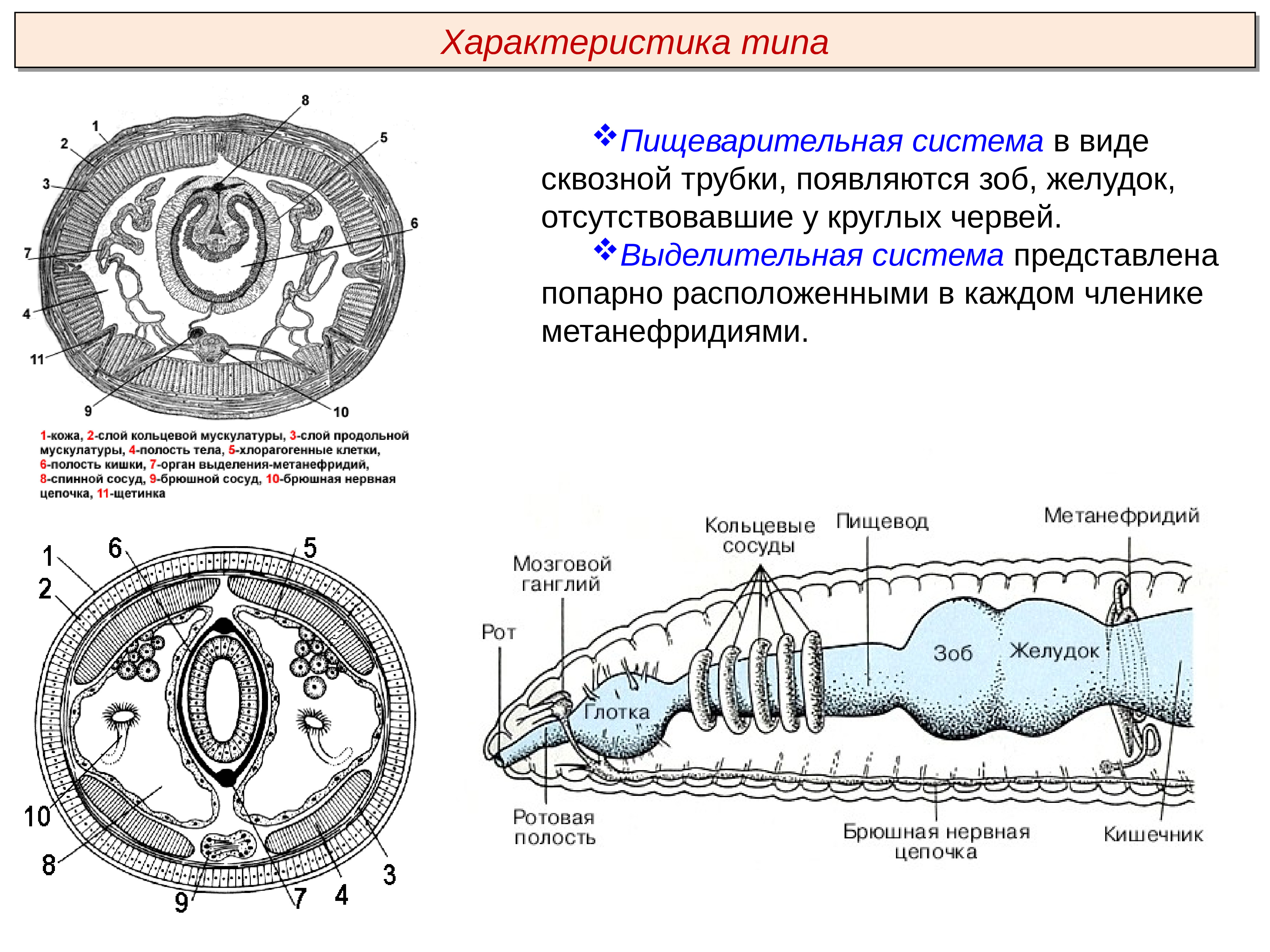 Органы выделительной системы червя. Тип кольчатые черви строение выделительной системы. Тип выделительной системы кольчатых червей. Органы выделительной системы кольчатых червей. Выделительная система кольчатых червей.