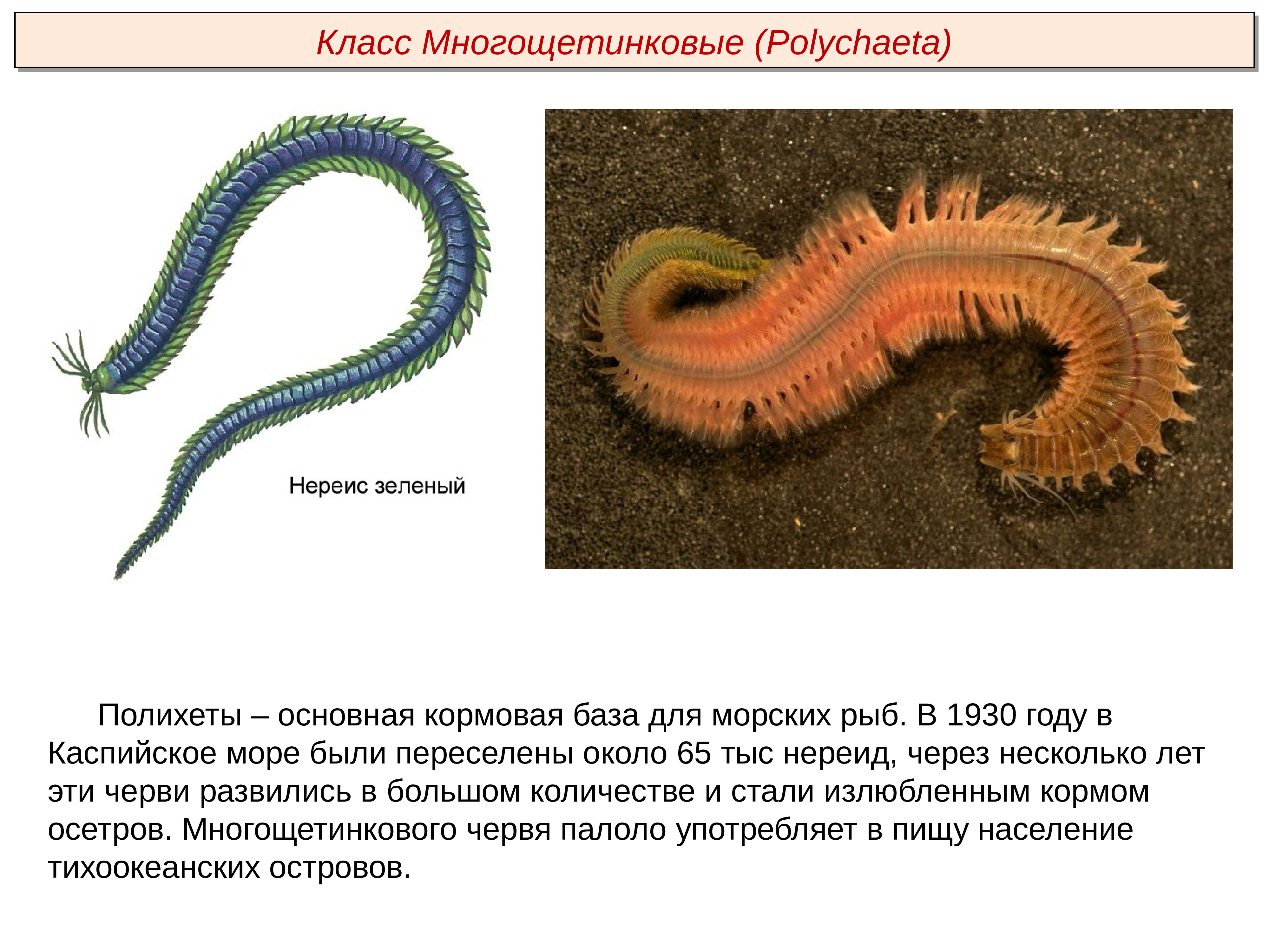 Кольчатые черви группа организмов. Кольчатый червь многощетинковые черви. Тип кольчатые черви класс многощетинковые. Тип кольчатые черви класс полихеты. Многощетинковых кольчатых червей.