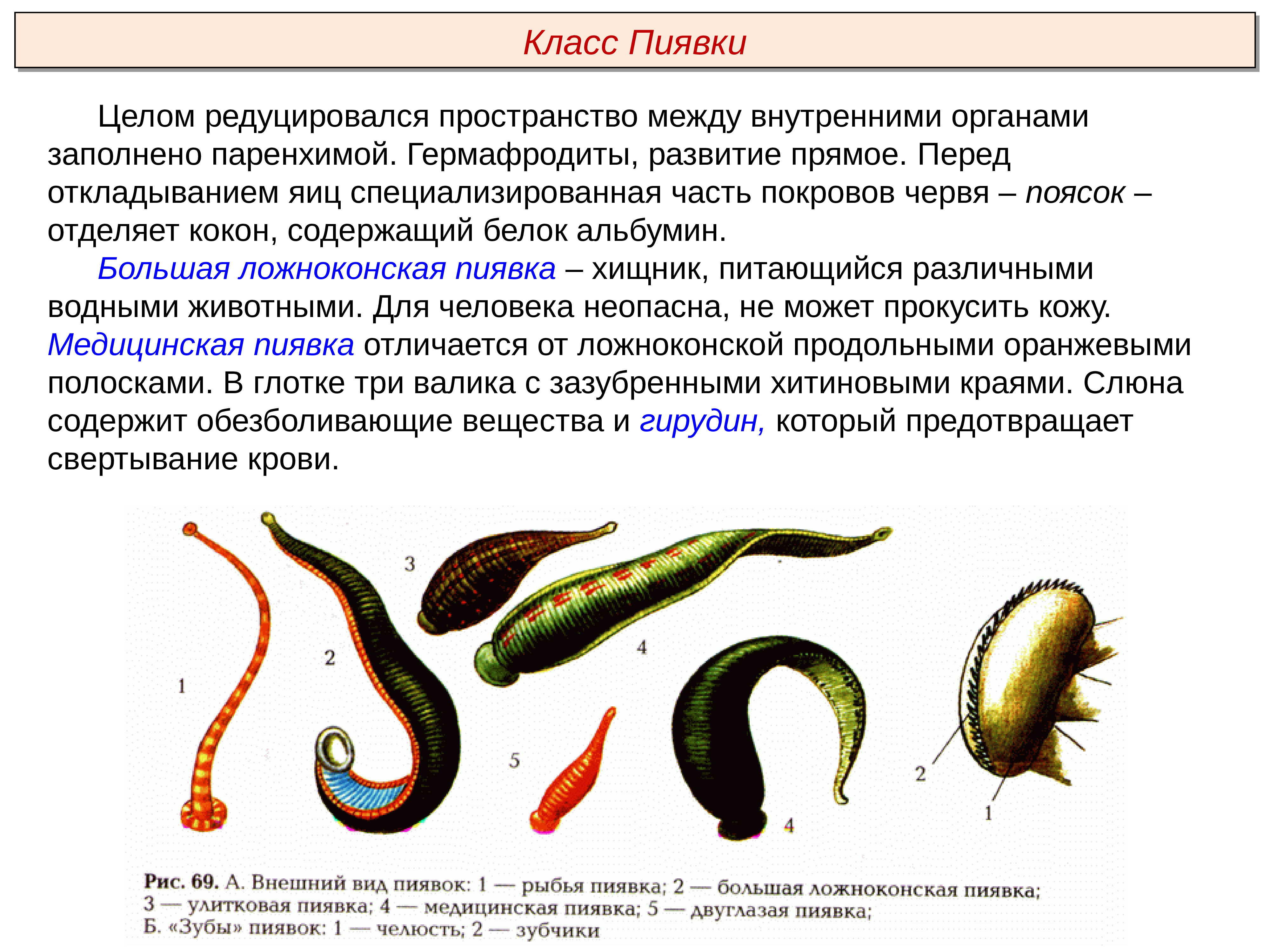 Обоеполые черви. Тип кольчатые черви Annelida. Кольчатые черви гермафродиты. Большая Ложноконская пиявка.