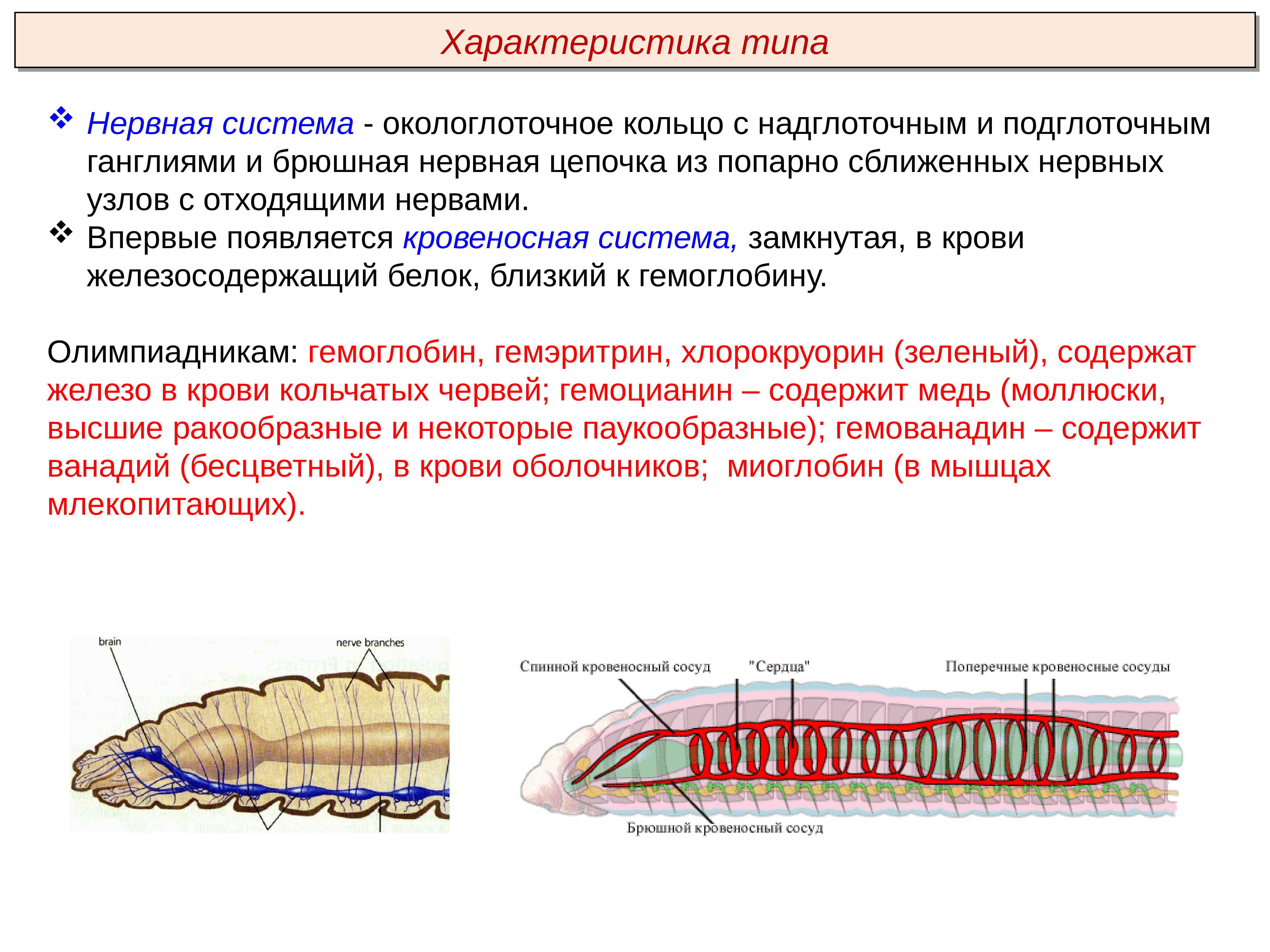К группе кольчатых червей относятся. Тип кольчатые черви Annelida. Кольчатые черви нервная система окологлоточное кольцо. Нервная система кольчатых червей 7 класс. Кольчатые черви строение нервной системы.