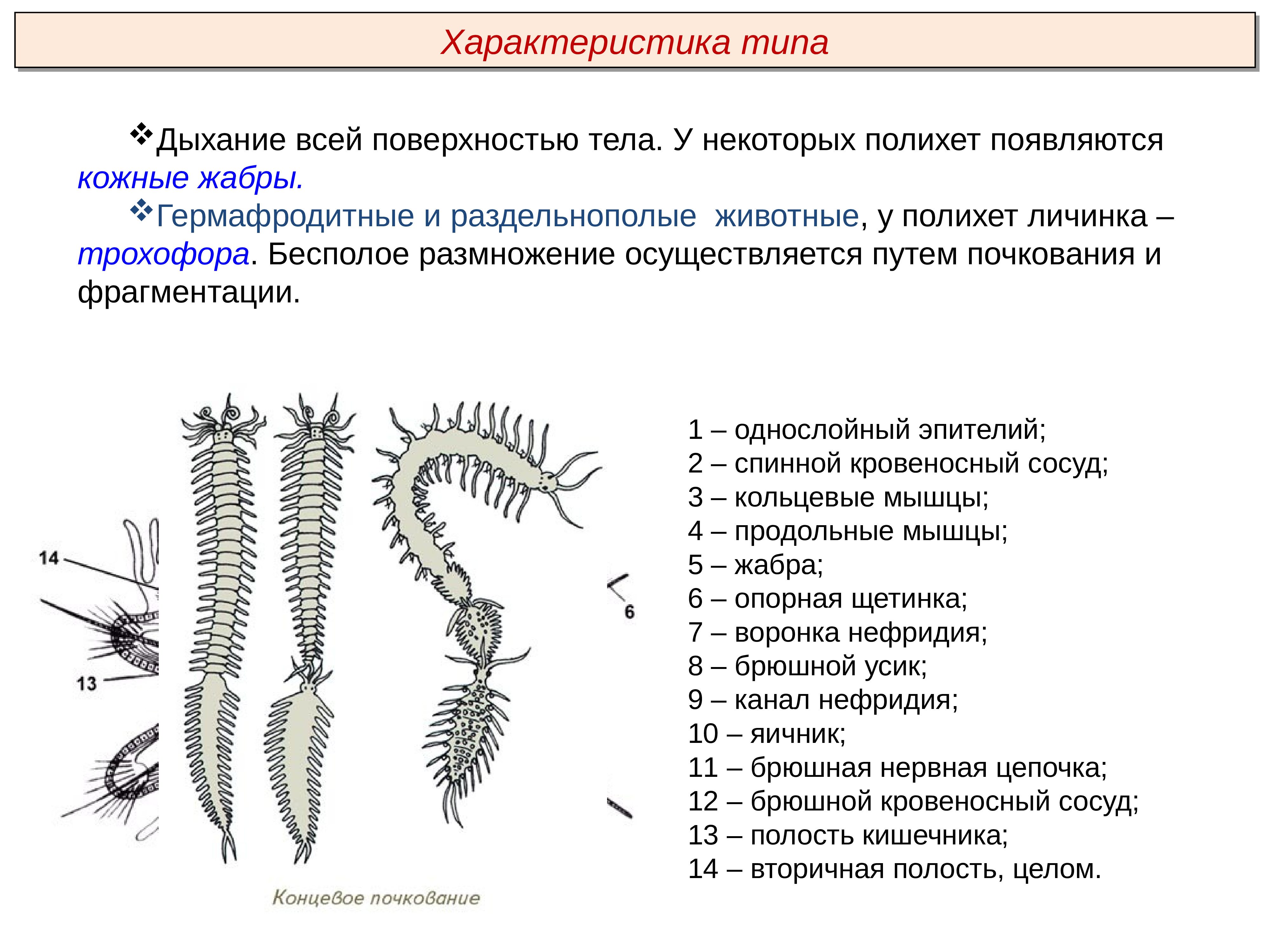 Почкование червей. Многощетинковые черви размножение. Тип кольчатые черви Annelida. Бесполое размножение кольчатых червей. Размножение многощетинковых червей.