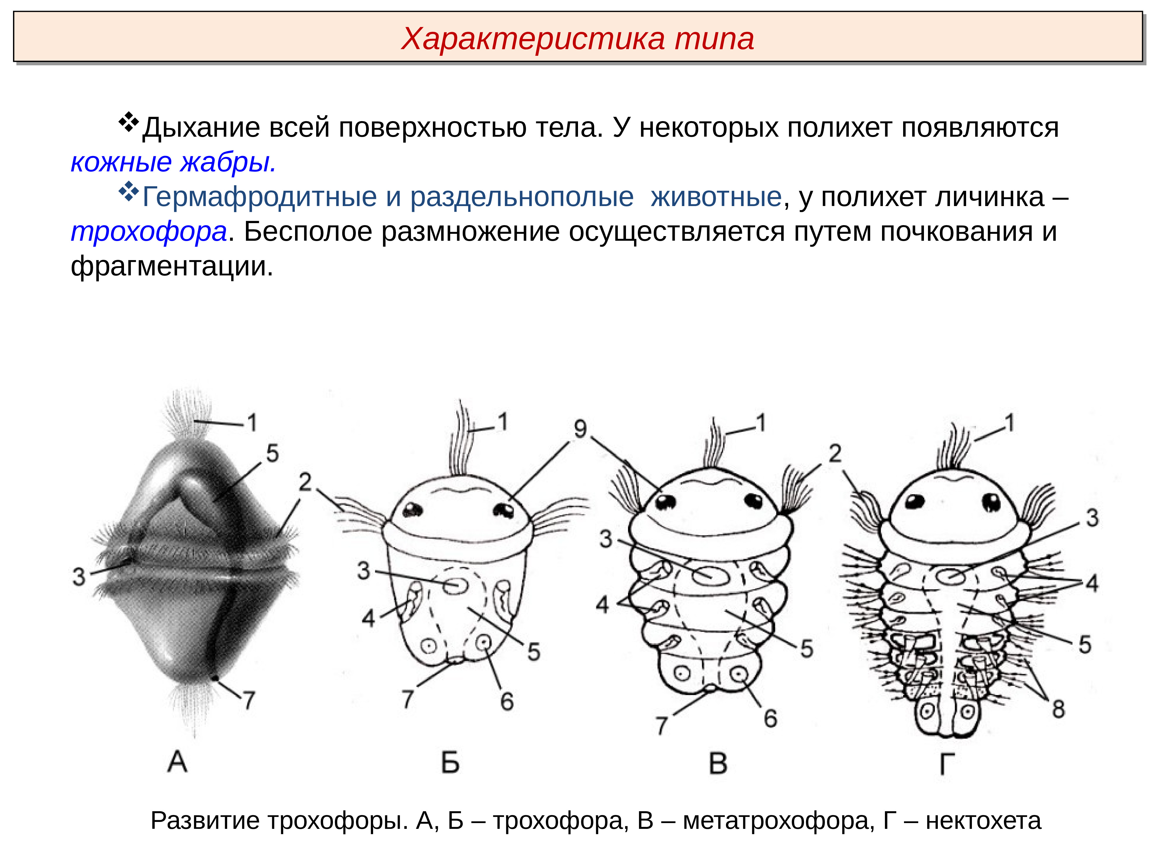 Сравните изображения личинок морского брюхоногого моллюска и морского многощетинкового червя